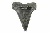 Fossil Broad-Toothed Mako Tooth - South Carolina #171191-1